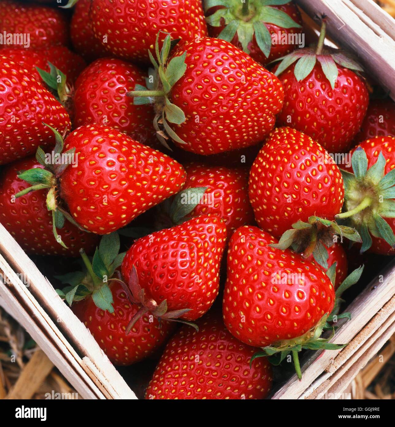 Strawberry - `Symphony' (Late Summer Variety)   FRU084864 Stock Photo